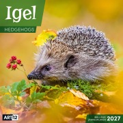 Cover-Bild zum Titel 'Igel Kalender 2027 - 30x30 - Art12' von 'Ackermann Kunstverlag GmbH'