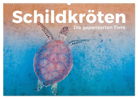 Schildkröten - Die gepanzerten Tiere. (Wandkalender 2024 DIN A2 quer), CALVENDO Monatskalender - M. Scott