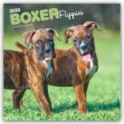 Boxer Puppies - Boxer Welpen 2026 - 16-Monatskalender - Browntrout Publishers