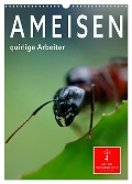 Ameisen quirlige Arbeiter (Wandkalender 2024 DIN A3 hoch), CALVENDO Monatskalender - Peter Roder