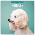 Poodles - Pudel 2025 - 16-Monatskalender - 