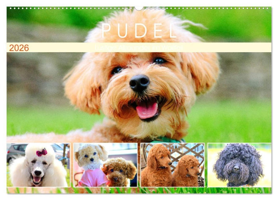 Pudel. Lustige Allrounder im Wollfell (Wandkalender 2026 DIN A2 quer), CALVENDO Monatskalender - Rose Hurley