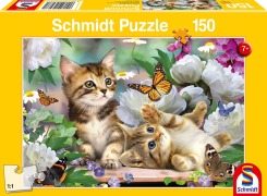 Verspielte Katzenbabys - 