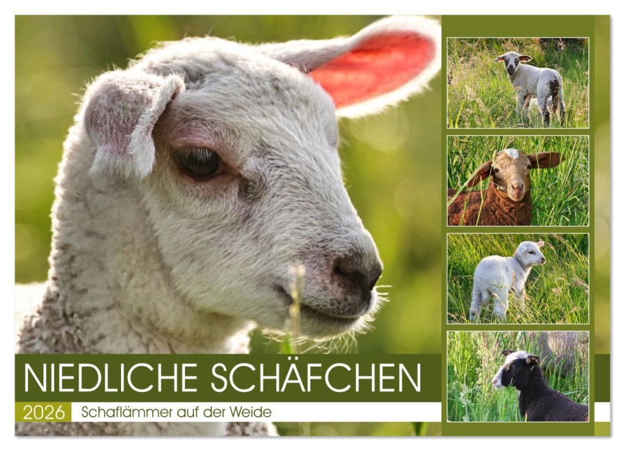 Niedliche Schäfchen (Wandkalender 2026 DIN A2 quer), CALVENDO Monatskalender - Sabine Löwer
