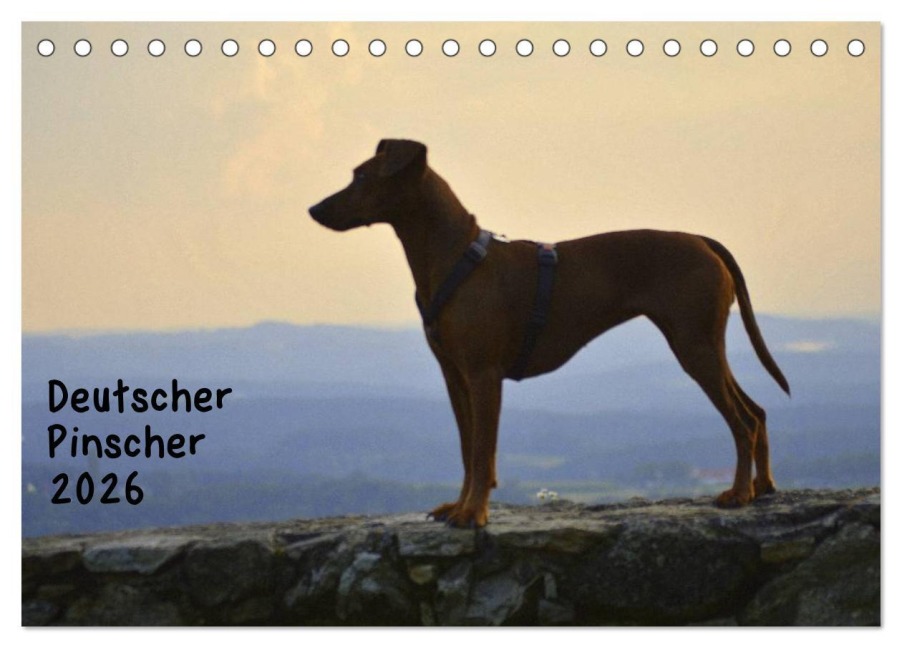 Deutscher Pinscher (Tischkalender 2026 DIN A5 quer), CALVENDO Monatskalender - Ula Redl