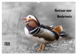 Abenteuer einer Mandarinente (Wandkalender 2026 DIN A2 quer), CALVENDO Monatskalender - LaPics LaPics
