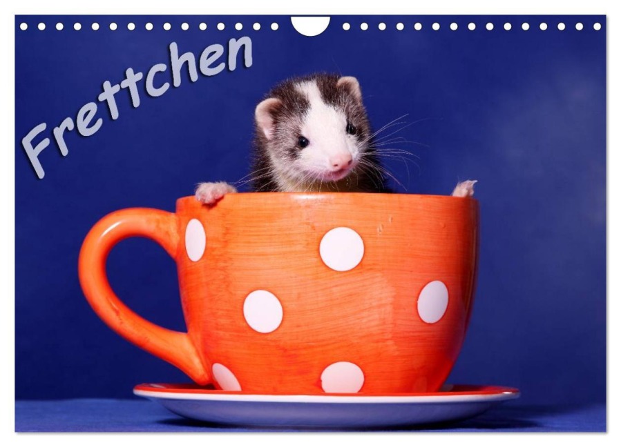 Frettchen - Ferrets (Wandkalender 2026 DIN A4 quer), CALVENDO Monatskalender - Jeanette Hutfluss