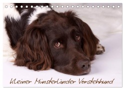Cover-Bild zum Titel 'Kleiner Münsterländer Vorstehhund (Tischkalender 2026 DIN A5 quer), CALVENDO Monatskalender' von 'Nadine Gerlach'