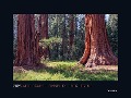 Alte Bäume, Sinnbilder des Lebens - KUNTH Wandkalender 2025 - 