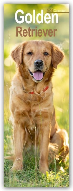 Golden Retrievers - Golden Retriever 2025 - Avonside Publishing Ltd