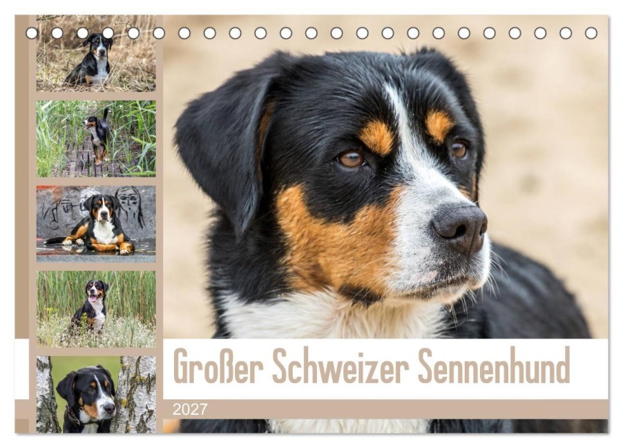 Großer Schweizer Sennenhund (Tischkalender 2027 DIN A5 quer), CALVENDO Monatskalender - Schnellewelten
