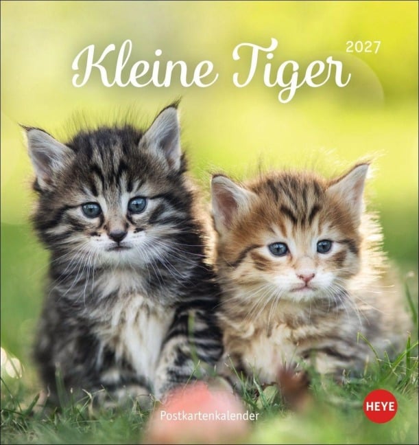 Katzen Postkartenkalender Kleine Tiger 2027 - 