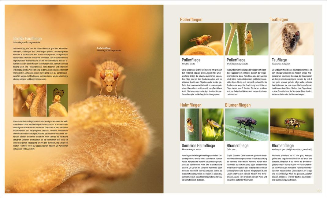 InsideView 11