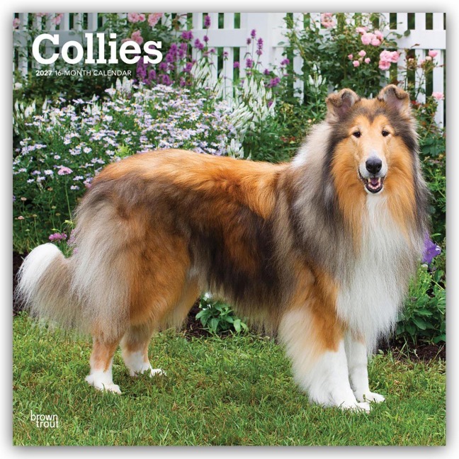 Collies - Langhaarcollie 2027 - 16-Monatskalender - Browntrout Publishers