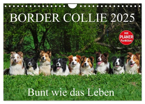 Border Collie 2025 (Wandkalender 2025 DIN A4 quer), CALVENDO Monatskalender - Sigrid Starick