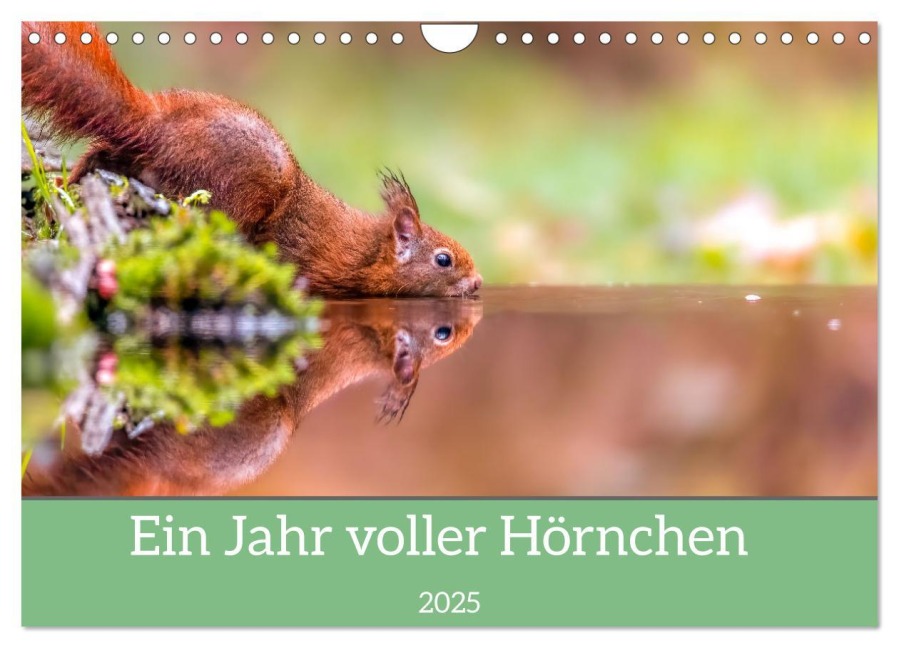 Ein Jahr voller Hörnchen (Wandkalender 2025 DIN A4 quer), CALVENDO Monatskalender - Ellenlichtenheldt Ellenlichtenheldt