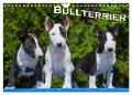 Bullterrier (Wandkalender 2025 DIN A4 quer), CALVENDO Monatskalender - Bullterrier Bullterrier
