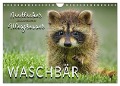 Waschbär - Niedlicher Allesfresser (Wandkalender 2025 DIN A4 quer), CALVENDO Monatskalender - Peter Roder
