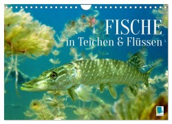Cover-Bild zum Titel 'Fische in Teichen und Flüssen (Wandkalender 2026 DIN A4 quer), CALVENDO Monatskalender' von 'Calvendo Calvendo'
