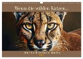 Wenn die wilden Katzen leise durch ihr Revier streifen (Wandkalender 2025 DIN A3 quer), CALVENDO Monatskalender - 