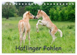 Haflinger Fohlen (Tischkalender 2026 DIN A5 quer), CALVENDO Monatskalender - Katho Menden