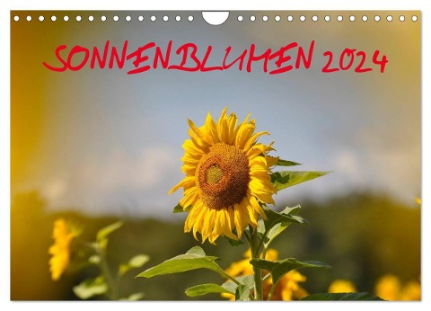 Sonnenblumen 2024 (Wandkalender 2024 DIN A4 quer), CALVENDO Monatskalender - Bildagentur Geduldig