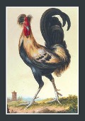 Cover-Bild zum Titel 'Carnet Blanc, Coq' von ''