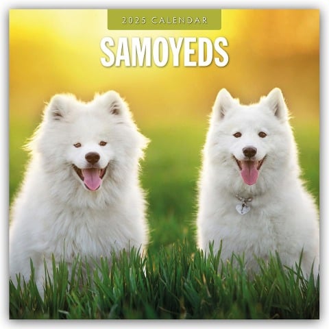 Samoyeds - Samojede - Samojedenspitz 2025 - 16-Monatskalender - 