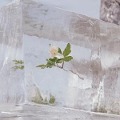 Cover-Bild zum Titel 'Windflowers' von 'Efterklang'