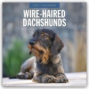 Cover-Bild zum Titel 'Wire-Haired Dachshunds - Rauhaardackel 2027 - 16-Monatskalender' von 'Robin Red'