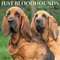 Just Bloodhounds 2024 12 X 12 Wall Calendar - Willow Creek Press
