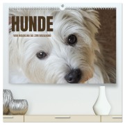 Cover-Bild zum Titel 'Hunde - vom Mischling bis zum Rassehund (hochwertiger Premium Wandkalender 2027 DIN A2 quer), Kunstdruck in Hochglanz' von 'Angela Rohde'