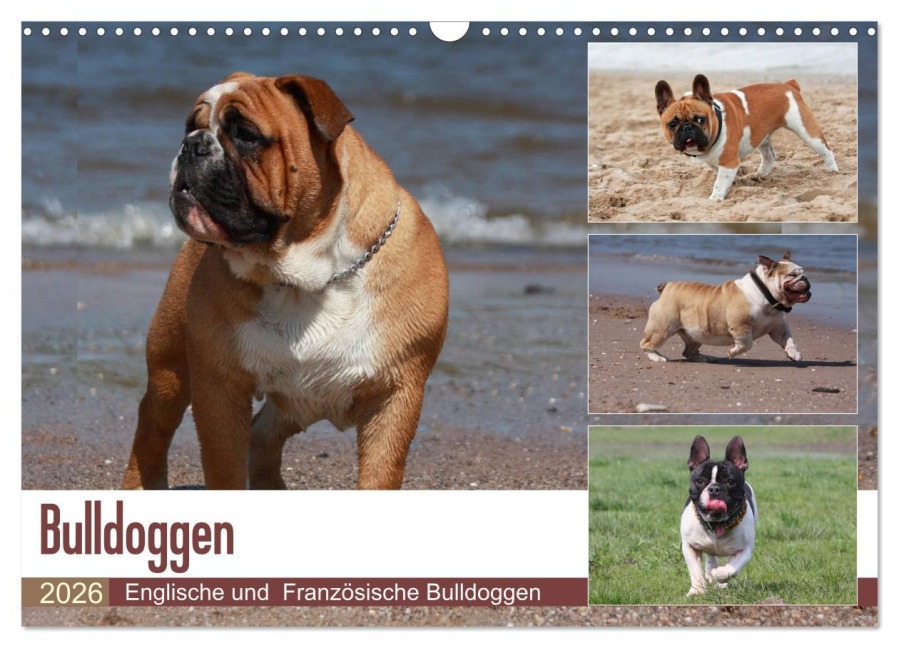 Bulldoggen - Englische und Französische Bulldoggen (Wandkalender 2026 DIN A3 quer), CALVENDO Monatskalender - Chawera Chawera