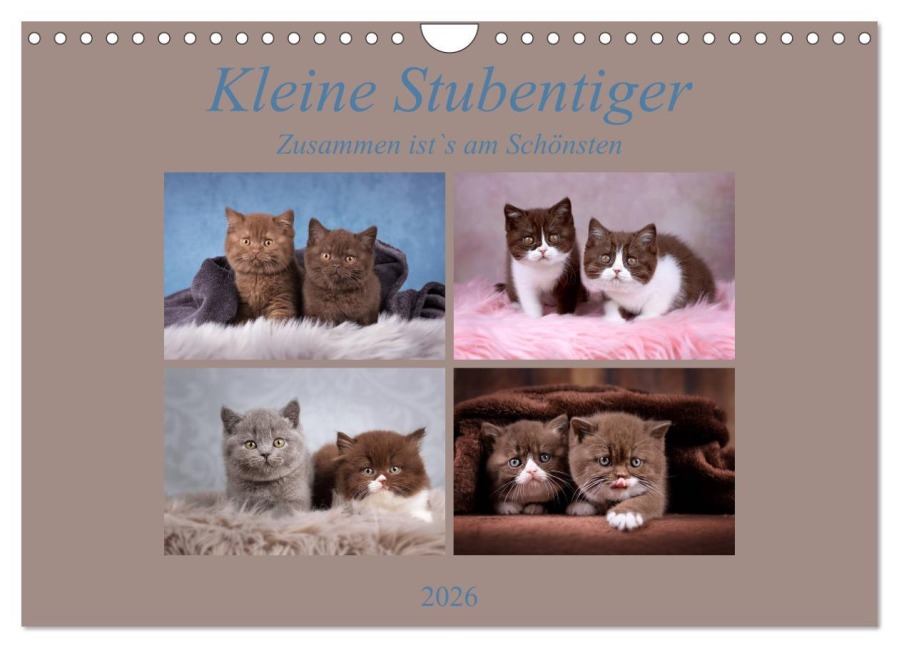Kleine Stubenstiger (Wandkalender 2026 DIN A4 quer), CALVENDO Monatskalender - Janina Bürger