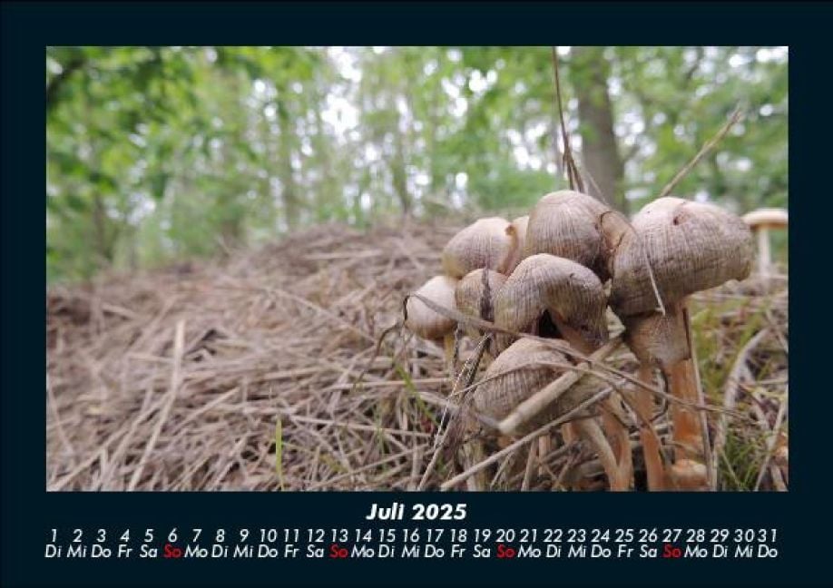 InsideView 11