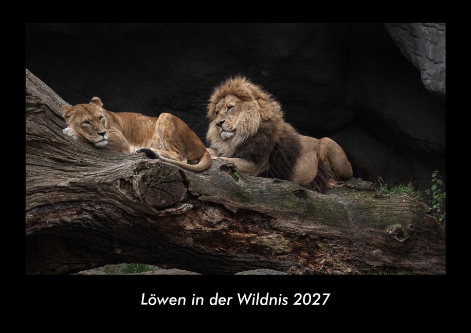 Löwen in der Wildnis 2027 Fotokalender DIN A3 - Tobias Becker