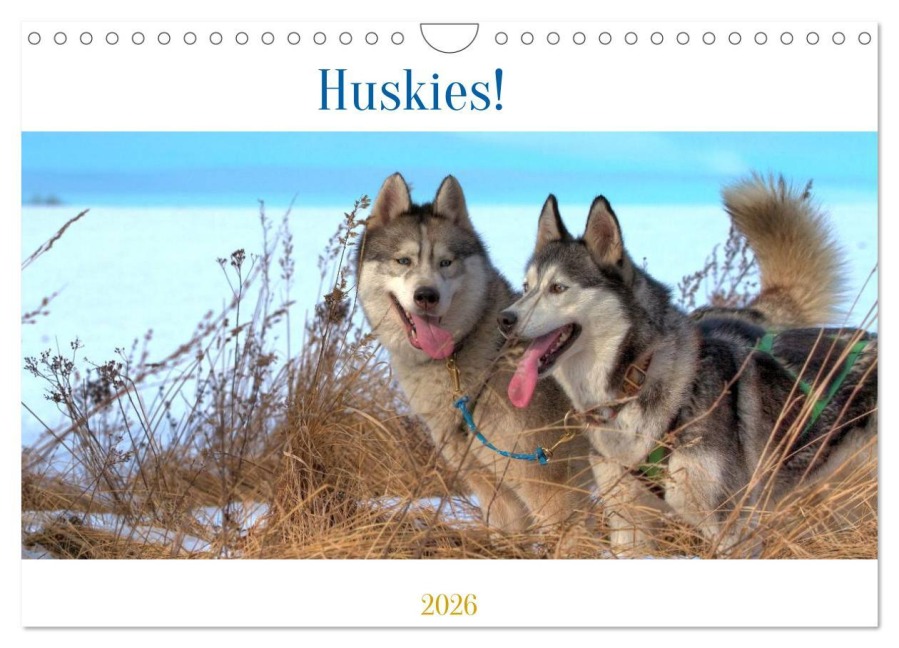 Huskies! (Wandkalender 2026 DIN A4 quer), CALVENDO Monatskalender - Jens Kalanke