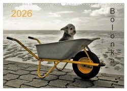 Cover-Bild zum Titel 'Bolonka 2026 (Wandkalender 2026 DIN A3 quer), CALVENDO Monatskalender' von 'C. Winnen'