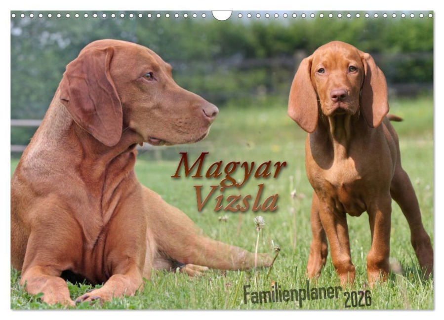 Familienplaner - Magyar Vizsla (Wandkalender 2026 DIN A3 quer), CALVENDO Monatskalender - Barbara Mielewczyk