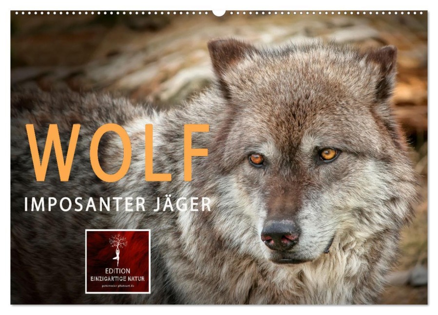 Wolf - Imposanter Jäger (Wandkalender 2025 DIN A2 quer), CALVENDO Monatskalender - Peter Roder