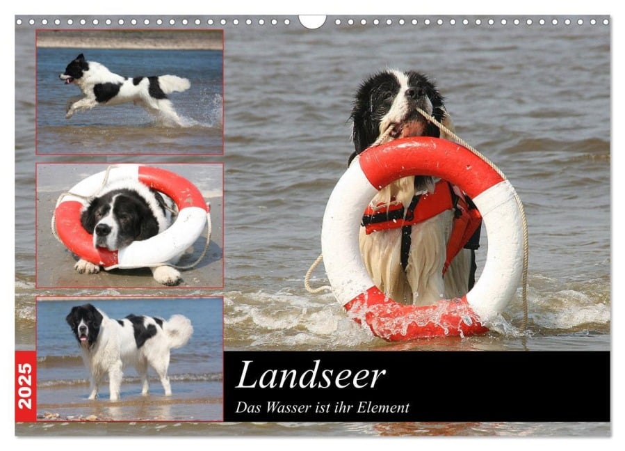 Landseer - Das Wasser ist ihr Element (Wandkalender 2025 DIN A3 quer), CALVENDO Monatskalender - Barbara Mielewczyk Und Brigitte Weil