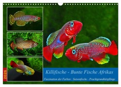 Cover-Bild zum Titel 'Killifische - Bunte Fische Afrikas (Wandkalender 2026 DIN A3 quer), CALVENDO Monatskalender' von 'Rudolf Pohlmann'