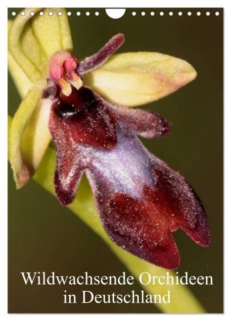 Wildwachsende Orchideen in Deutschland (Wandkalender 2027 DIN A4 hoch), CALVENDO Monatskalender - Winfried Erlwein
