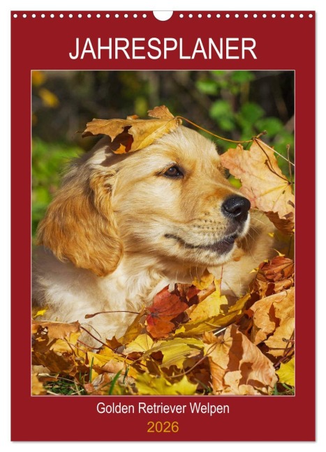 Jahresplaner Golden Retriever Welpen (Wandkalender 2026 DIN A3 hoch), CALVENDO Monatskalender - Sigrid Starick