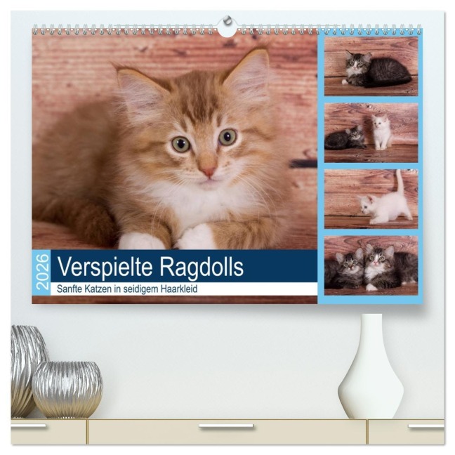 Verspielte Ragdolls -Sanfte Katzen in seidigem Haarkleid (hochwertiger Premium Wandkalender 2026 DIN A2 quer), Kunstdruck in Hochglanz - Fotodesign Verena Scholze