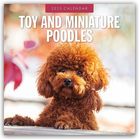 Toy and Miniature Poodles - Zwergpudel 2025 - 16-Monatskalender - 