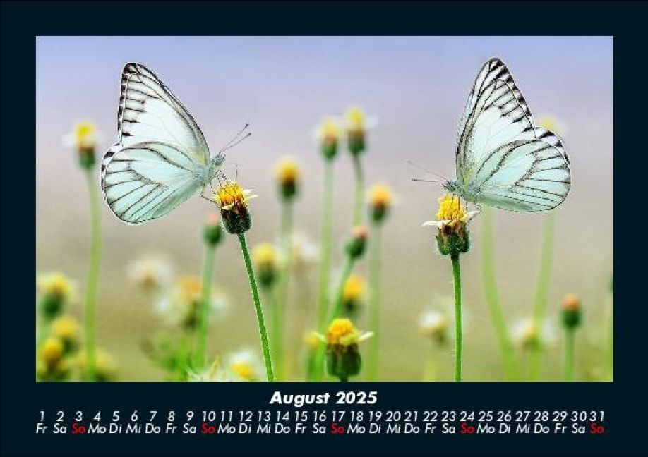 InsideView 12
