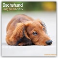 Longhaired Dachshund - Langhaardackel 2025 - 16-Monatskalender - Avonside Publishing Ltd