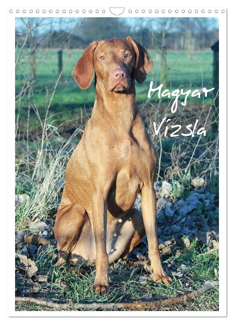 Magyar Vizsla (Wandkalender 2025 DIN A3 hoch), CALVENDO Monatskalender - Barbara Mielewczyk