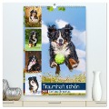 Traumhaft schön - Der Berner Sennenhund (hochwertiger Premium Wandkalender 2025 DIN A2 hoch), Kunstdruck in Hochglanz - Sigrid Starick